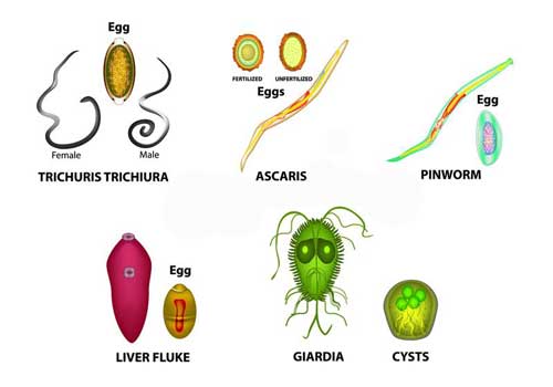 Helminths