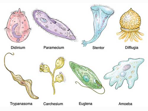 Protozoa